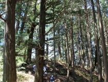 城山史跡の森の珍しい植物を観よう！