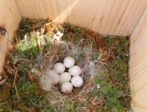 巣箱の観察と探鳥会