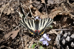 ギフチョウ ギフチョウ