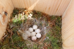 巣箱の観察と探鳥会