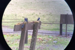 image1 image1