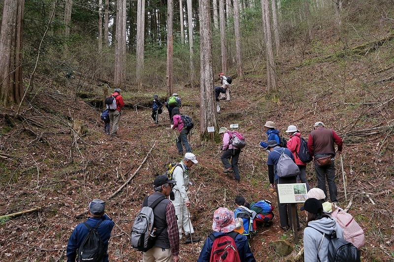 城山史跡の森の珍しい植物を観よう！