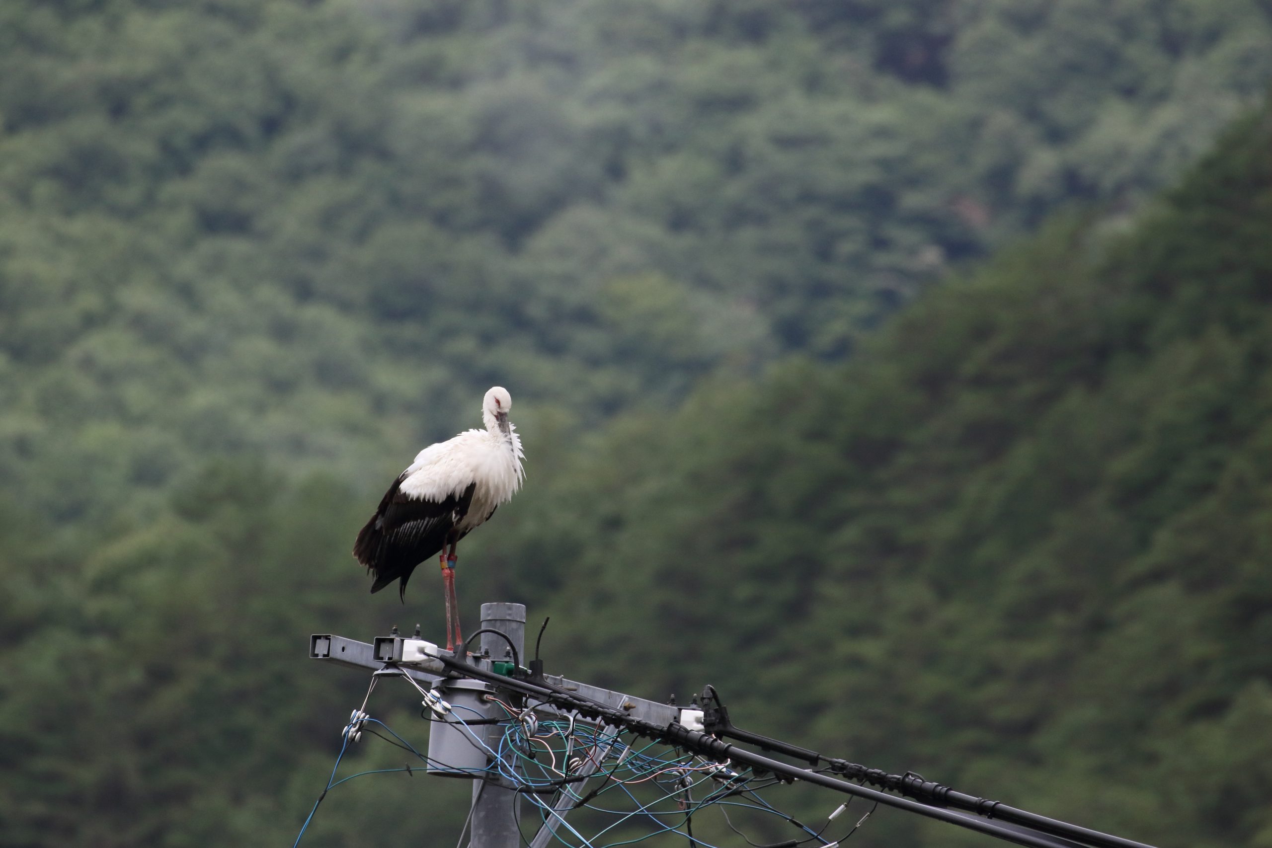 コウノトリ飛来