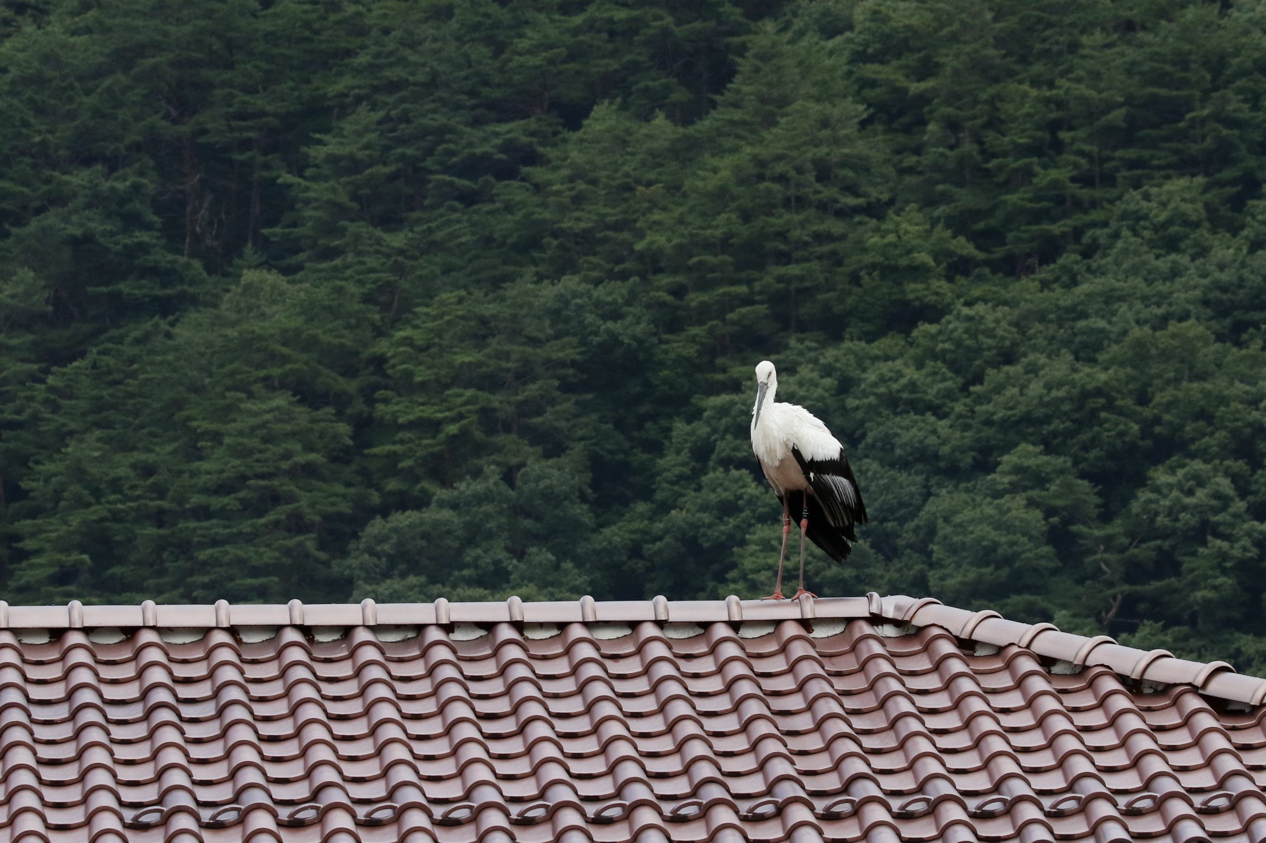 コウノトリ飛来