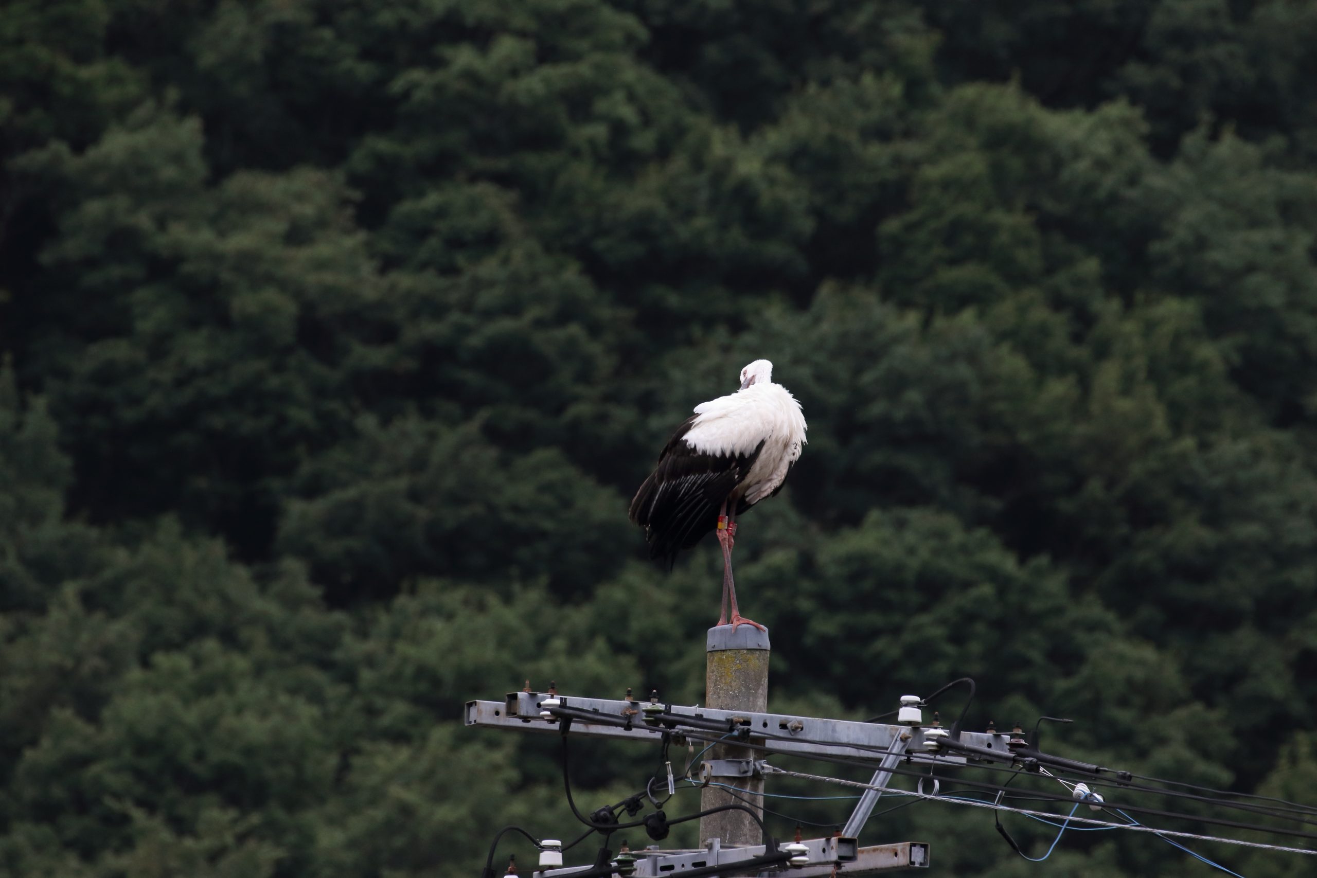 コウノトリ飛来