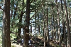 城山史跡の森の珍しい植物を観よう！